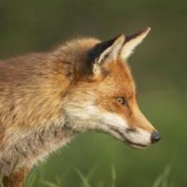 scotland_fox
